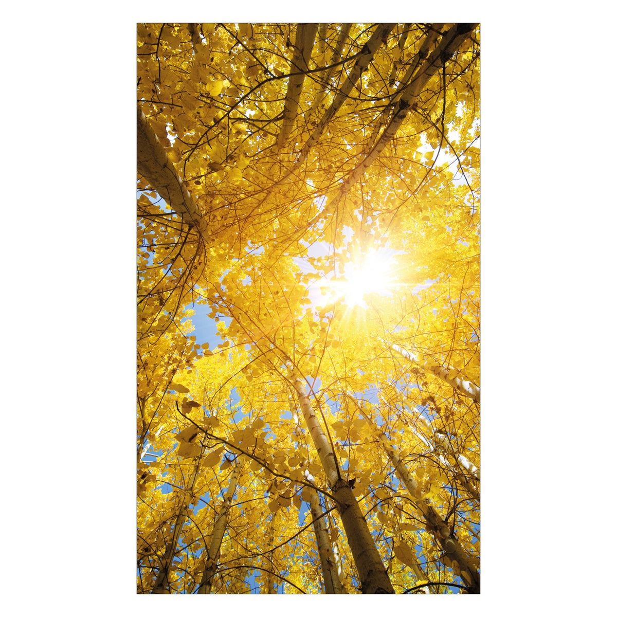 Duschrückwand nach maß