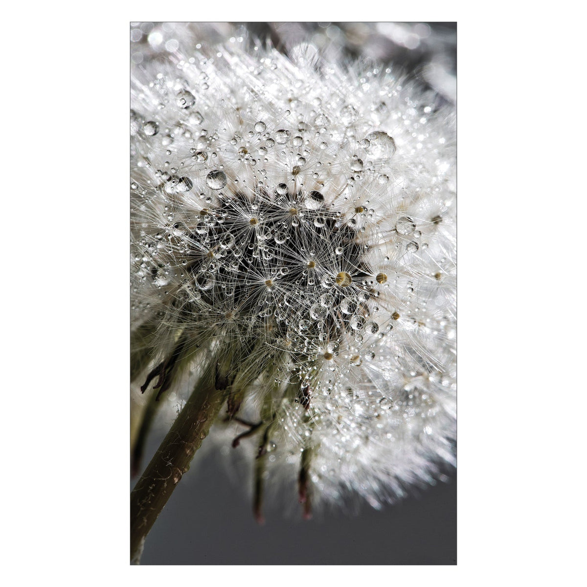 Duschrückwand nach maß