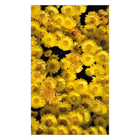 Duschrückwand nach maß