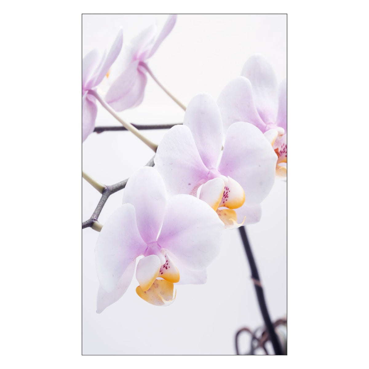 Toilettenrückwand nach maß