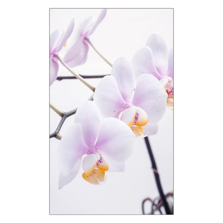 Toilettenrückwand nach maß