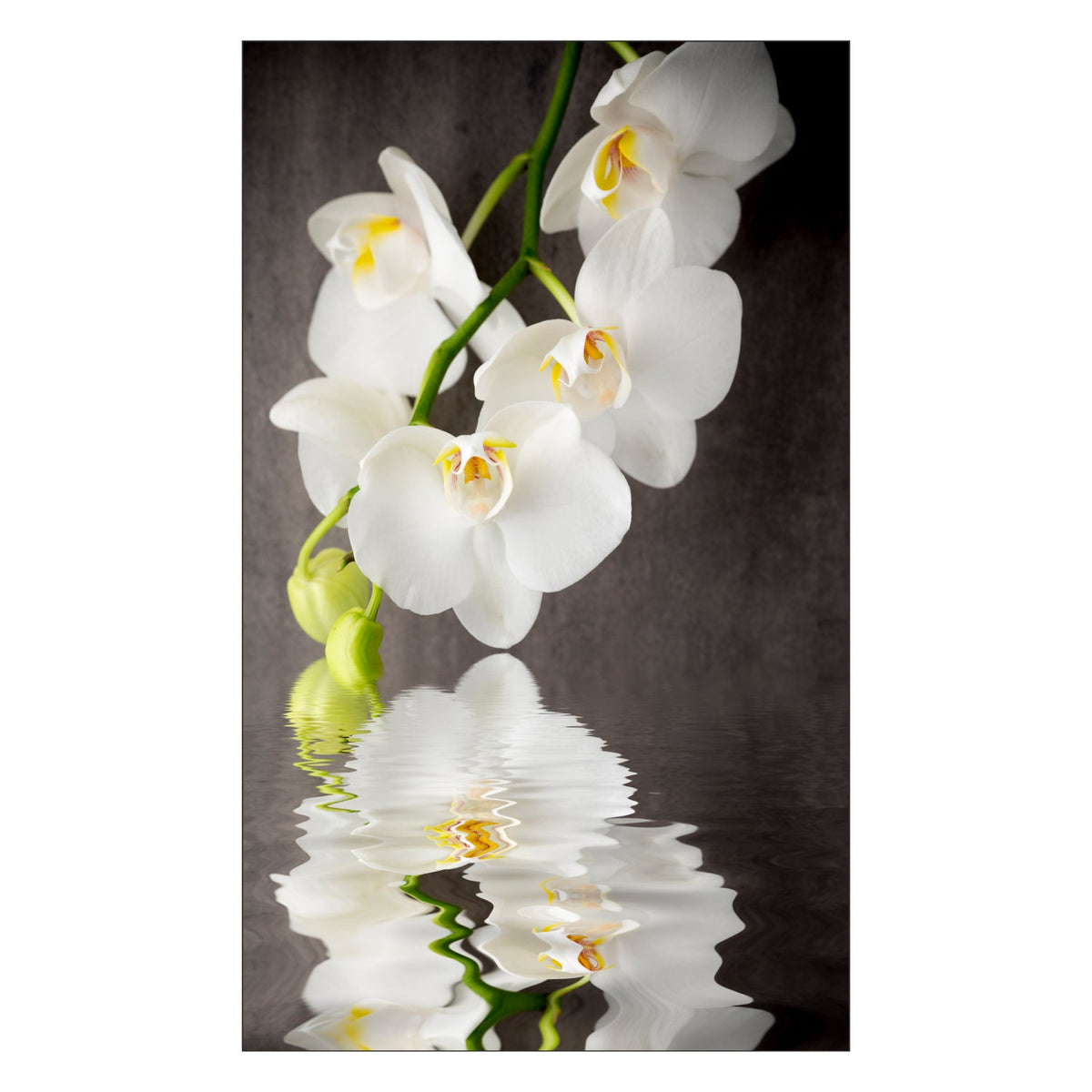 Toilettenrückwand nach maß