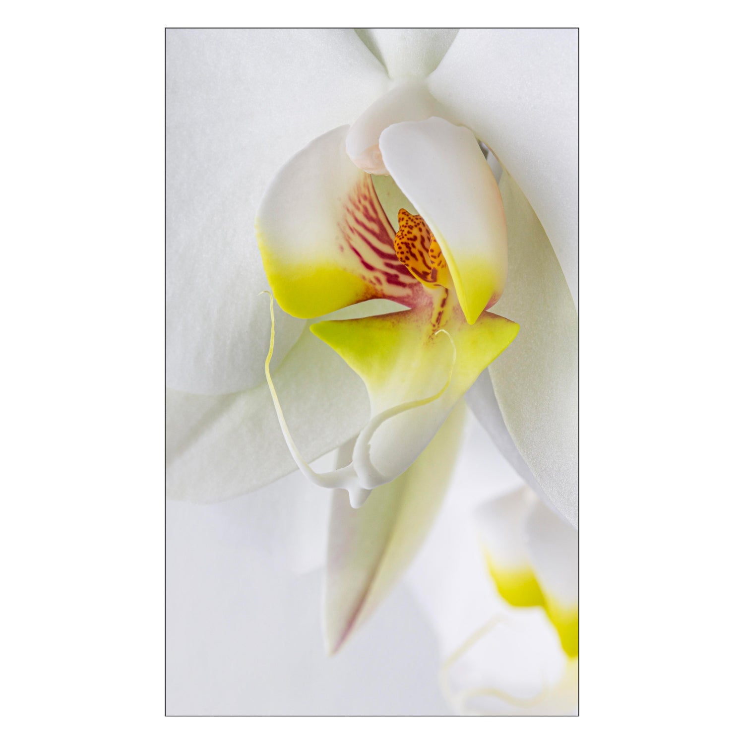 Duschrückwand nach maß