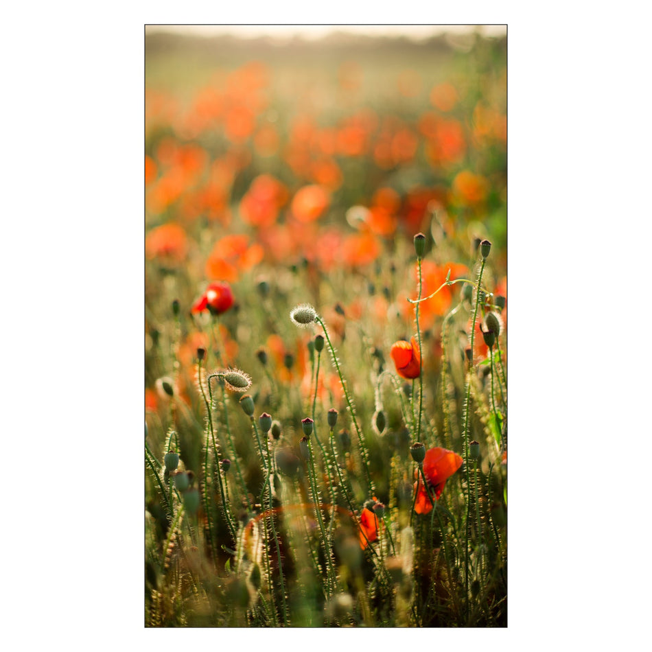 Duschrückwand nach maß