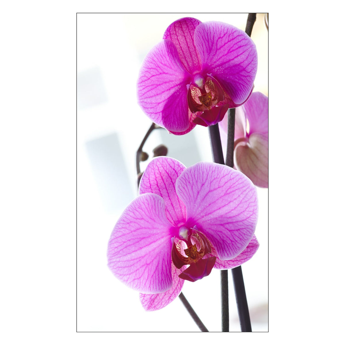 Duschrückwand nach maß