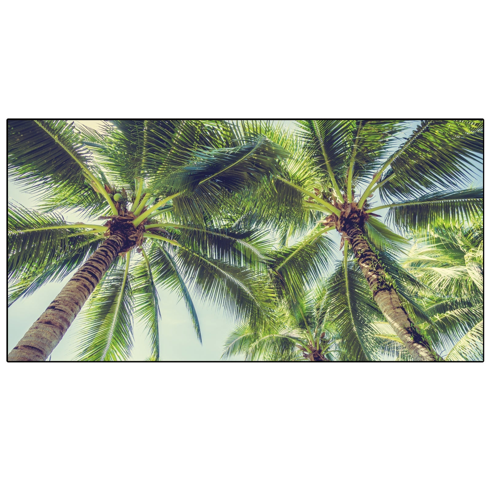 Spritzschutz Küche Palmen