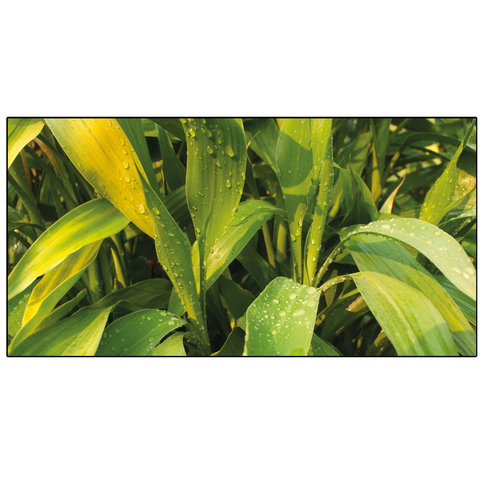 Spritzschutz Küche Pflanzen Regentropfen