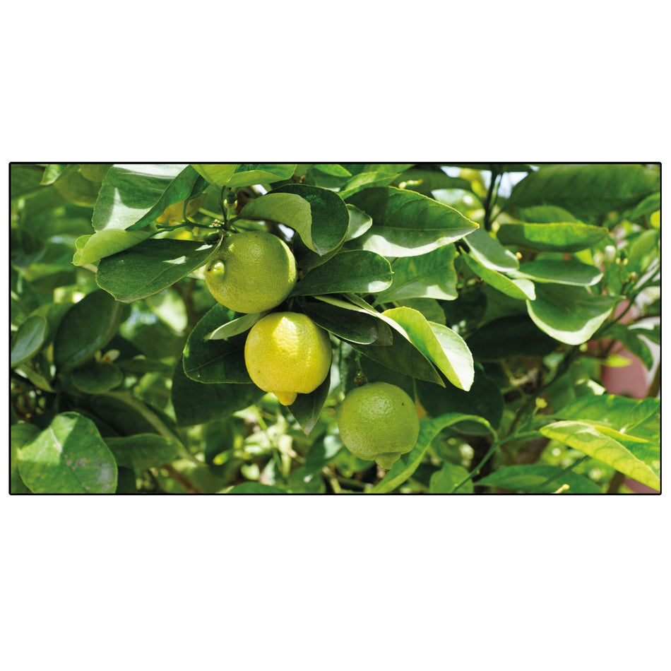 Spritzschutz Küche Zitronenbaum