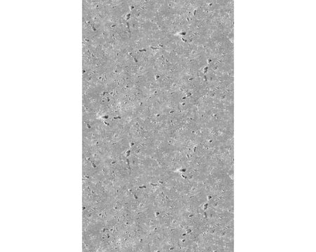 Rückwand Betonoptik