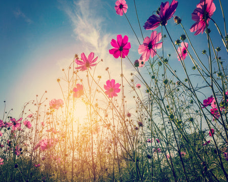 Duschrückwand Bildmotive