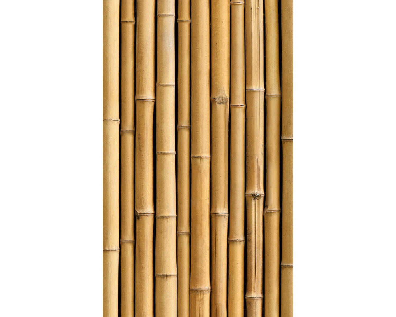 Rückwand Bildmotive