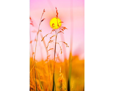 Rückwand Bildmotive