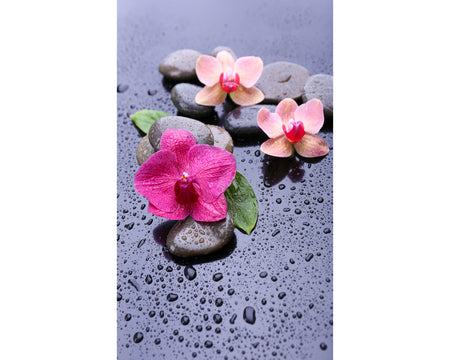 Rückwand Bildmotive