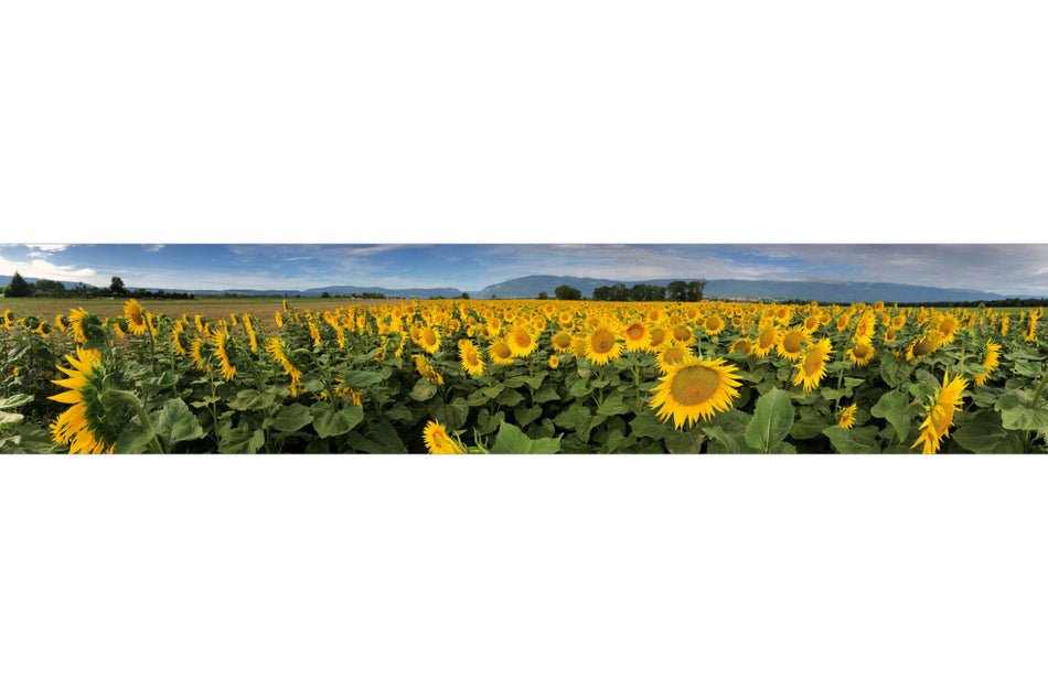 Küchenrückwand Sonnenblumenfeld Panorama