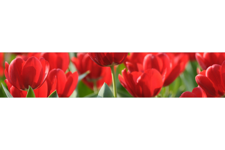 Spritzschutz Küche