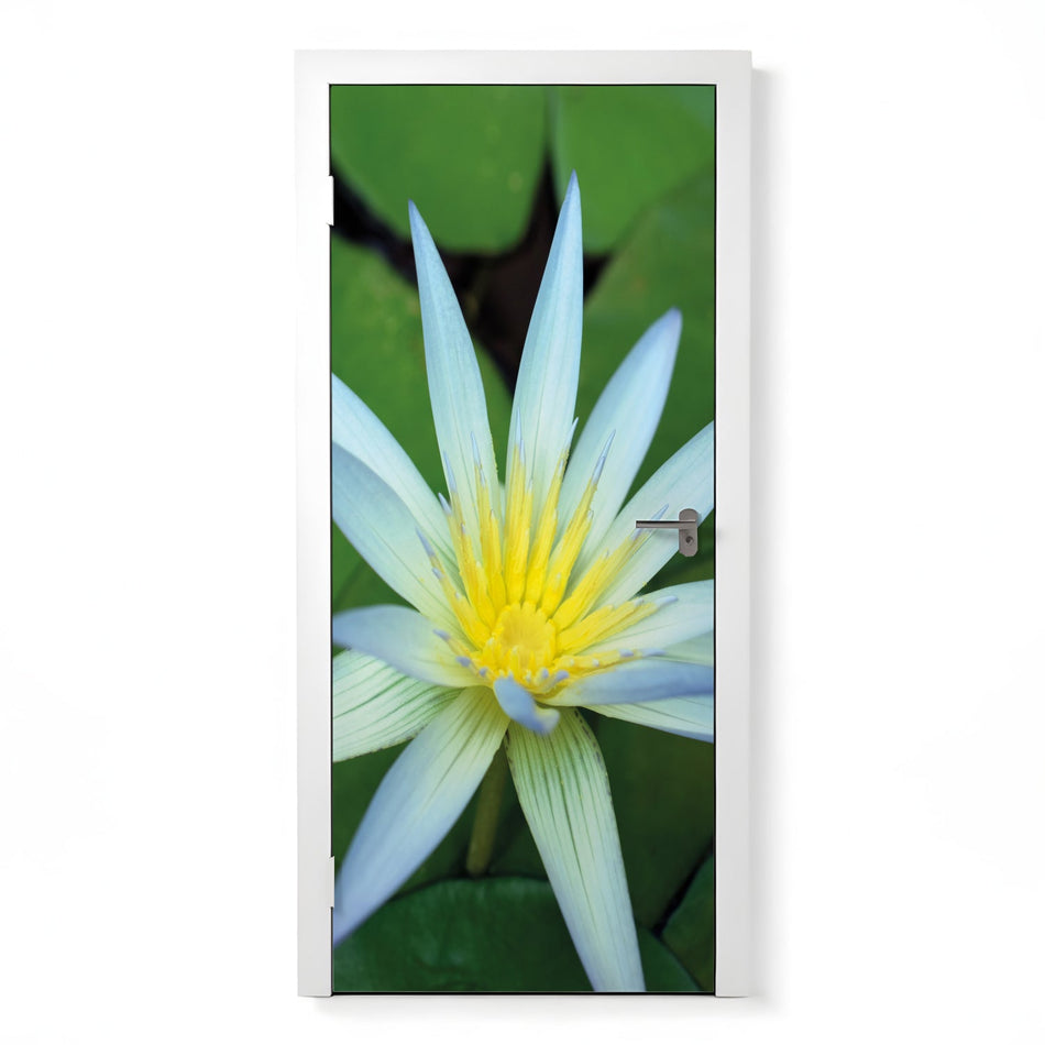 Türfolie Selbstklebend nach maß